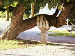Photographie d'un tuteur soutenant un arbre. Elle représente la métaphore de la main en appui (accompagnant socio-professionnel d'INTERMED) pour aider à construire le projet professionnel du salarié en parcours d'insertion (arbre)